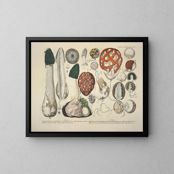 Faithful representations and descriptions of edible, harmful, and suspicious mushrooms Pl18 - J V Krombholz — framed artwork on a wall