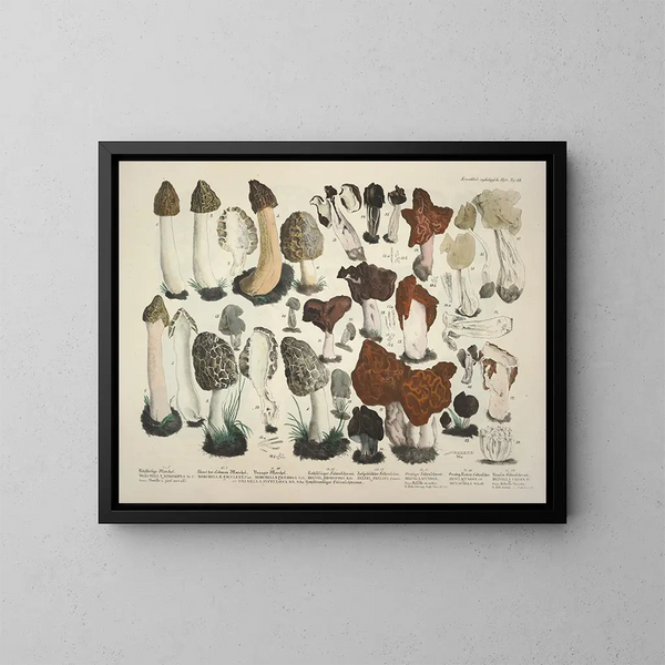 Faithful representations and descriptions of edible, harmful, and suspicious mushrooms Pl19 - J V Krombholz — framed artwork on a wall