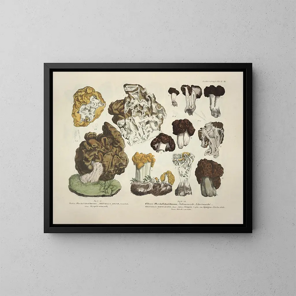 Faithful representations and descriptions of edible, harmful, and suspicious mushrooms Pl20 - J V Krombholz — framed artwork on a wall
