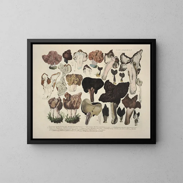 Faithful representations and descriptions of edible, harmful, and suspicious mushrooms Pl21 - J V Krombholz — framed artwork on a wall