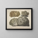 Faithful representations and descriptions of edible, harmful, and suspicious mushrooms Pl22 - J V Krombholz — framed artwork on a wall