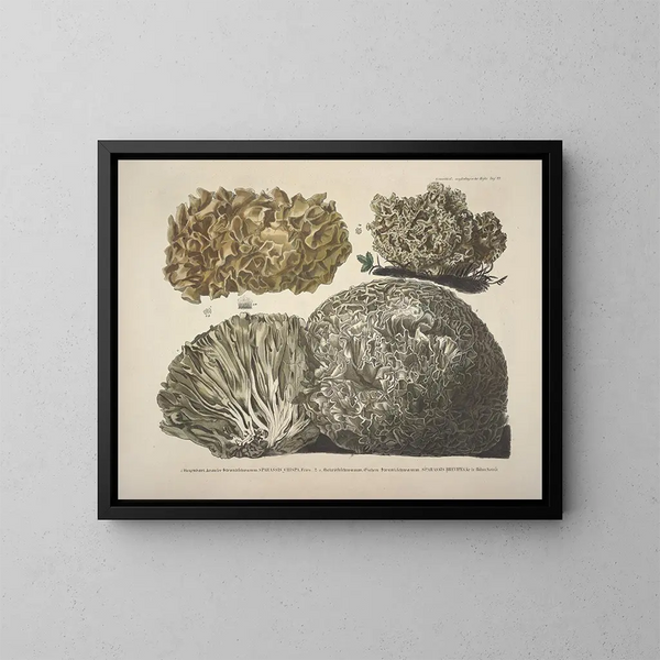 Faithful representations and descriptions of edible, harmful, and suspicious mushrooms Pl22 - J V Krombholz — framed artwork on a wall