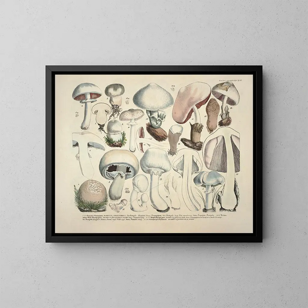 Faithful representations and descriptions of edible, harmful, and suspicious mushrooms Pl23 - J V Krombholz — framed artwork on a wall
