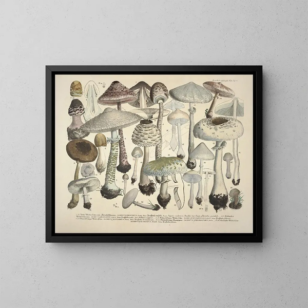 Faithful representations and descriptions of edible, harmful, and suspicious mushrooms Pl24 - J V Krombholz — framed artwork on a wall