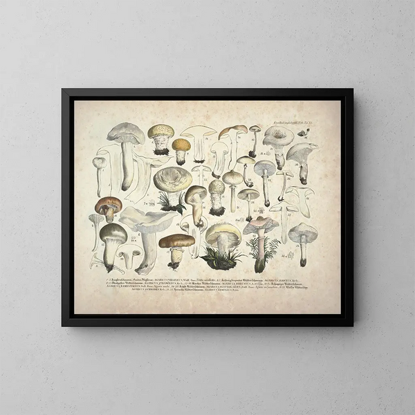 Faithful representations and descriptions of edible, harmful, and suspicious mushrooms Pl25 - J V Krombholz — framed artwork on a wall