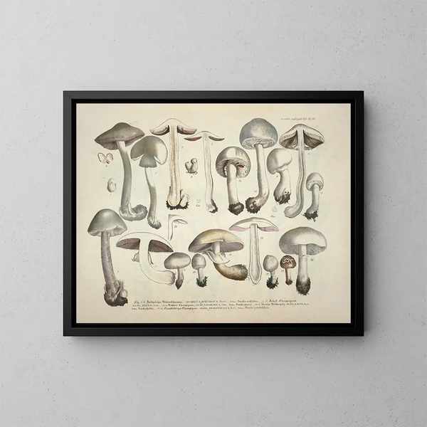 Faithful representations and descriptions of edible, harmful, and suspicious mushrooms Pl26 - J V Krombholz — framed artwork on a wall