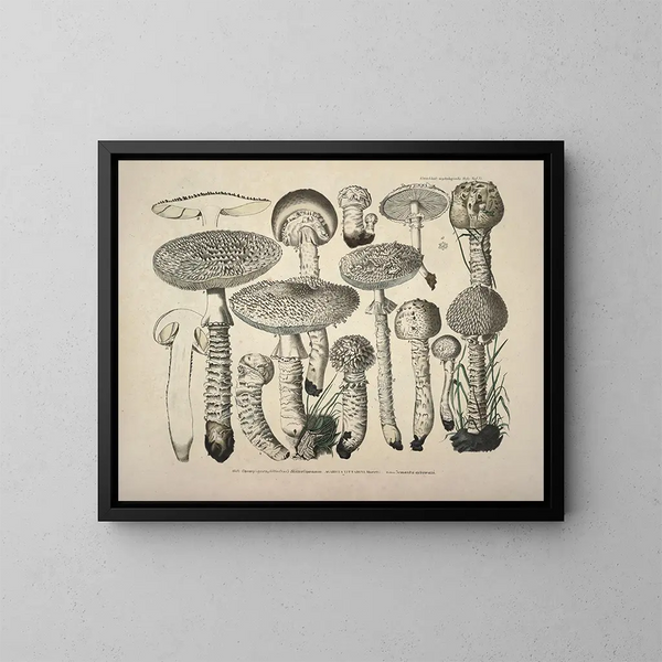 Faithful representations and descriptions of edible, harmful, and suspicious mushrooms Pl27 - J V Krombholz — framed artwork on a wall