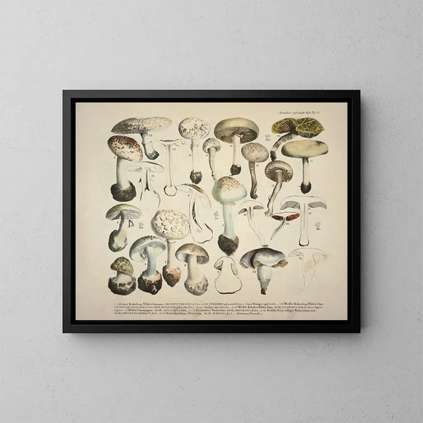 Faithful representations and descriptions of edible, harmful, and suspicious mushrooms Pl28 - J V Krombholz — framed artwork on a wall