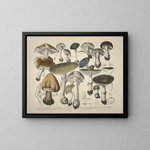 Faithful representations and descriptions of edible, harmful, and suspicious mushrooms Pl29 - J V Krombholz — framed artwork on a wall