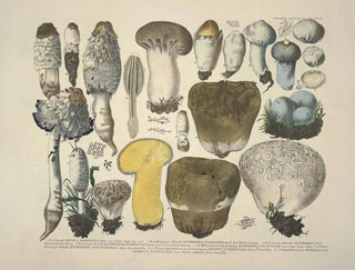Faithful representations and descriptions of edible, harmful, and suspicious mushrooms Pl30 - J V Krombholz — artwork view