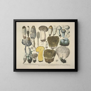 Faithful representations and descriptions of edible, harmful, and suspicious mushrooms Pl30 - J V Krombholz — framed artwork on a wall