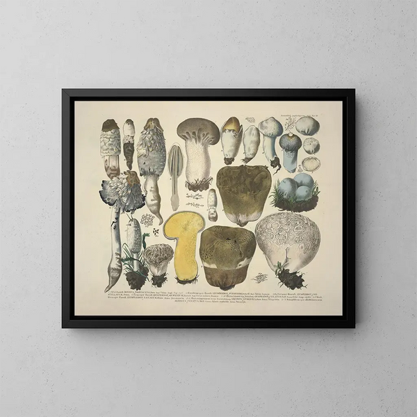 Faithful representations and descriptions of edible, harmful, and suspicious mushrooms Pl30 - J V Krombholz — framed artwork on a wall