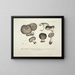 Faithful representations and descriptions of edible, harmful, and suspicious mushrooms Pl49 - J V Krombholz — framed artwork on a wall