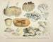 Faithful representations and descriptions of edible, harmful, and suspicious mushrooms Pl51 - J V Krombholz — artwork view