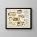 Faithful representations and descriptions of edible, harmful, and suspicious mushrooms Pl51 - J V Krombholz — framed artwork on a wall