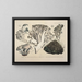 Faithful representations and descriptions of edible, harmful, and suspicious mushrooms Pl52 - J V Krombholz — framed artwork on a wall