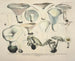 Faithful representations and descriptions of edible, harmful, and suspicious mushrooms Pl56 - J V Krombholz — artwork view