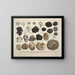 Faithful representations and descriptions of edible, harmful, and suspicious mushrooms Pl59 - J V Krombholz — framed artwork on a wall