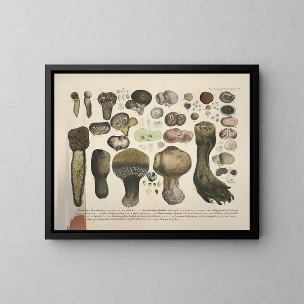Faithful representations and descriptions of edible, harmful, and suspicious mushrooms Pl60 - J V Krombholz — framed artwork on a wall