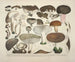 Faithful representations and descriptions of edible, harmful, and suspicious mushrooms Pl61 - J V Krombholz — artwork view