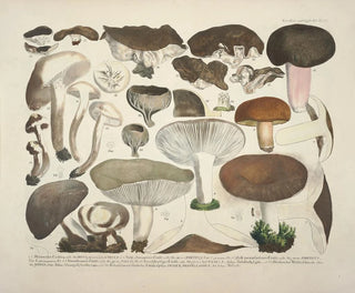 Faithful representations and descriptions of edible, harmful, and suspicious mushrooms Pl61 - J V Krombholz — artwork view