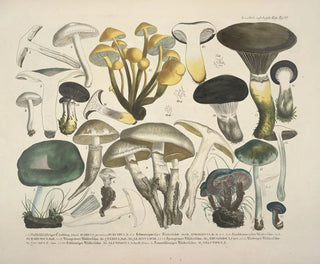 Faithful representations and descriptions of edible, harmful, and suspicious mushrooms Pl62 - J V Krombholz — artwork view