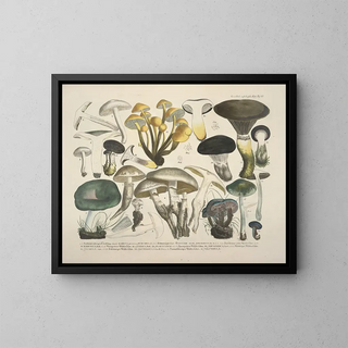 Faithful representations and descriptions of edible, harmful, and suspicious mushrooms Pl62 - J V Krombholz — framed artwork on a wall