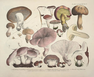 Faithful representations and descriptions of edible, harmful, and suspicious mushrooms Pl63 - J V Krombholz — artwork view