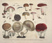 Faithful representations and descriptions of edible, harmful, and suspicious mushrooms Pl64 - J V Krombholz — artwork view