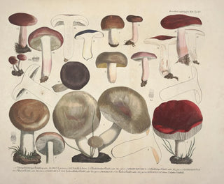 Faithful representations and descriptions of edible, harmful, and suspicious mushrooms Pl64 - J V Krombholz — artwork view