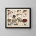 Faithful representations and descriptions of edible, harmful, and suspicious mushrooms Pl64 - J V Krombholz — framed artwork on a wall