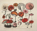 Faithful representations and descriptions of edible, harmful, and suspicious mushrooms Pl65 - J V Krombholz — artwork view