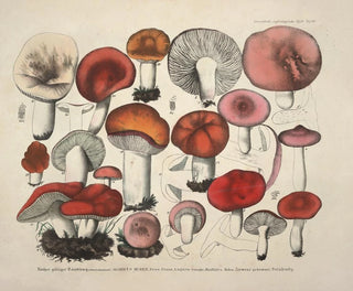 Faithful representations and descriptions of edible, harmful, and suspicious mushrooms Pl65 - J V Krombholz — artwork view