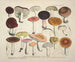 Faithful representations and descriptions of edible, harmful, and suspicious mushrooms Pl66 - J V Krombholz — artwork view