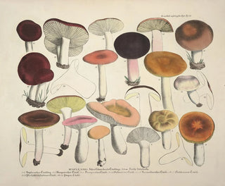 Faithful representations and descriptions of edible, harmful, and suspicious mushrooms Pl66 - J V Krombholz — artwork view