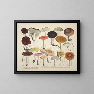 Faithful representations and descriptions of edible, harmful, and suspicious mushrooms Pl66 - J V Krombholz — framed artwork on a wall