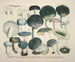Faithful representations and descriptions of edible, harmful, and suspicious mushrooms Pl67 - J V Krombholz — artwork view