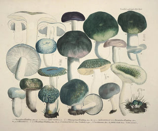 Faithful representations and descriptions of edible, harmful, and suspicious mushrooms Pl67 - J V Krombholz — artwork view