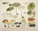 Faithful representations and descriptions of edible, harmful, and suspicious mushrooms Pl68 - J V Krombholz — artwork view