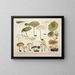 Faithful representations and descriptions of edible, harmful, and suspicious mushrooms Pl68 - J V Krombholz — framed artwork on a wall