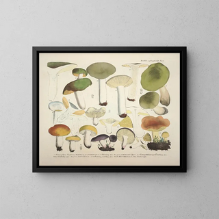 Faithful representations and descriptions of edible, harmful, and suspicious mushrooms Pl68 - J V Krombholz — framed artwork on a wall