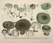 Faithful representations and descriptions of edible, harmful, and suspicious mushrooms Pl69 - J V Krombholz — artwork view