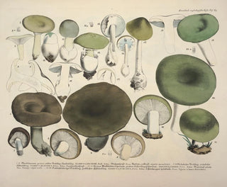 Faithful representations and descriptions of edible, harmful, and suspicious mushrooms Pl69 - J V Krombholz — artwork view