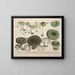 Faithful representations and descriptions of edible, harmful, and suspicious mushrooms Pl69 - J V Krombholz — framed artwork on a wall
