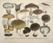 Accurate representations and descriptions of edible, harmful, and suspicious mushrooms Painting Pl70 - J V Krombholz — artwork view
