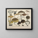 Accurate representations and descriptions of edible, harmful, and suspicious mushrooms Painting Pl70 - J V Krombholz — framed artwork on a wall
