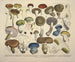 Faithful representations and descriptions of edible, harmful, and suspicious mushrooms Pl71 - J V Krombholz — artwork view