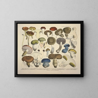 Faithful representations and descriptions of edible, harmful, and suspicious mushrooms Pl71 - J V Krombholz — framed artwork on a wall