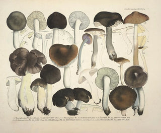 Faithful representations and descriptions of edible, harmful, and suspicious mushrooms Pl72 - J V Krombholz — artwork view