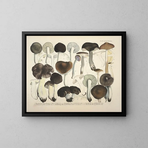 Faithful representations and descriptions of edible, harmful, and suspicious mushrooms Pl72 - J V Krombholz — framed artwork on a wall